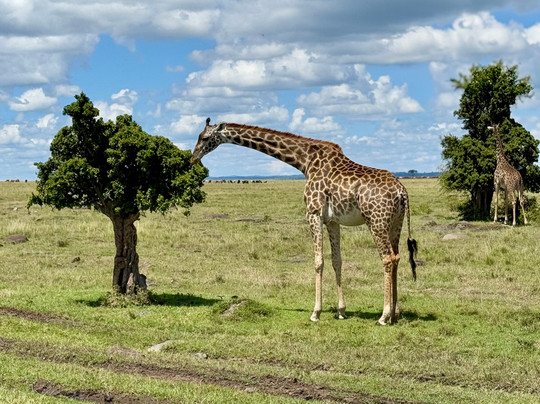 Natural World Kenya Safaris - Mombasa-蒙巴萨必去景点