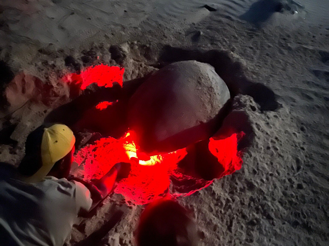 Safari and Surf-圣露西亚必去景点