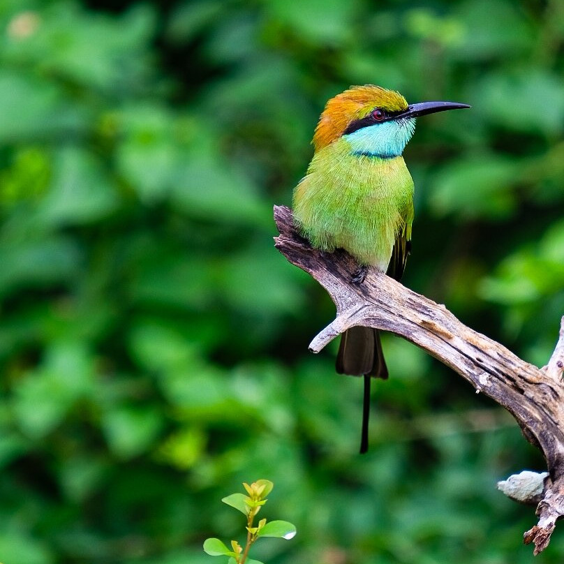 Go Holiday Tours-尼甘布必去景点