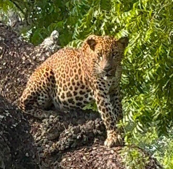 Spotting Trails-雅拉国家公园必去景点