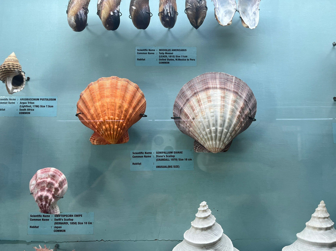India Seashell Museum-玛玛拉普蓝必去景点