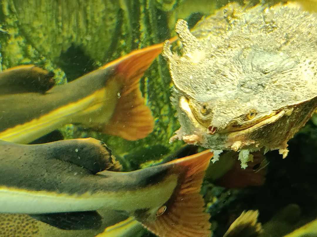 Alushta Aquarium-阿卢什塔必去景点