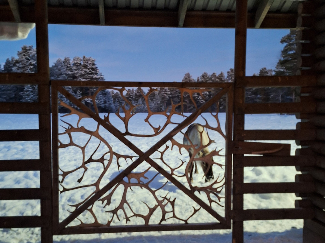 Inari Reindeer Farm-伊纳里必去景点