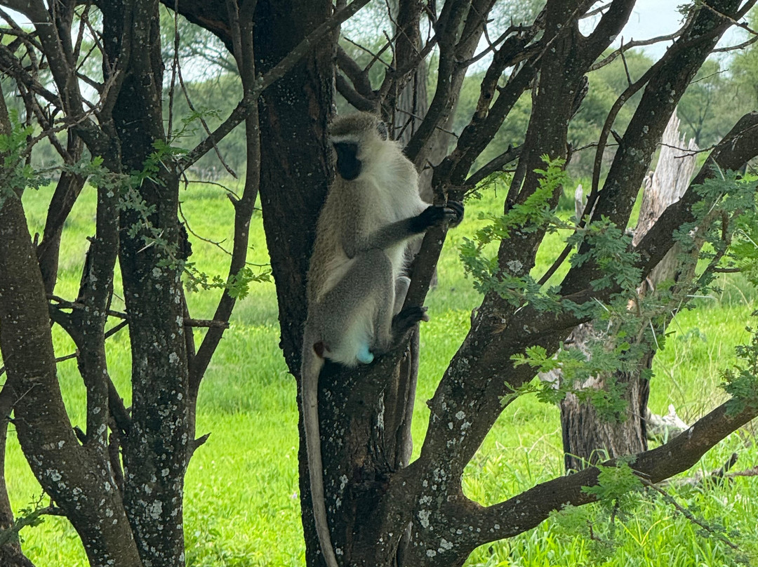 Majestic Nature Safari-阿鲁沙必去景点