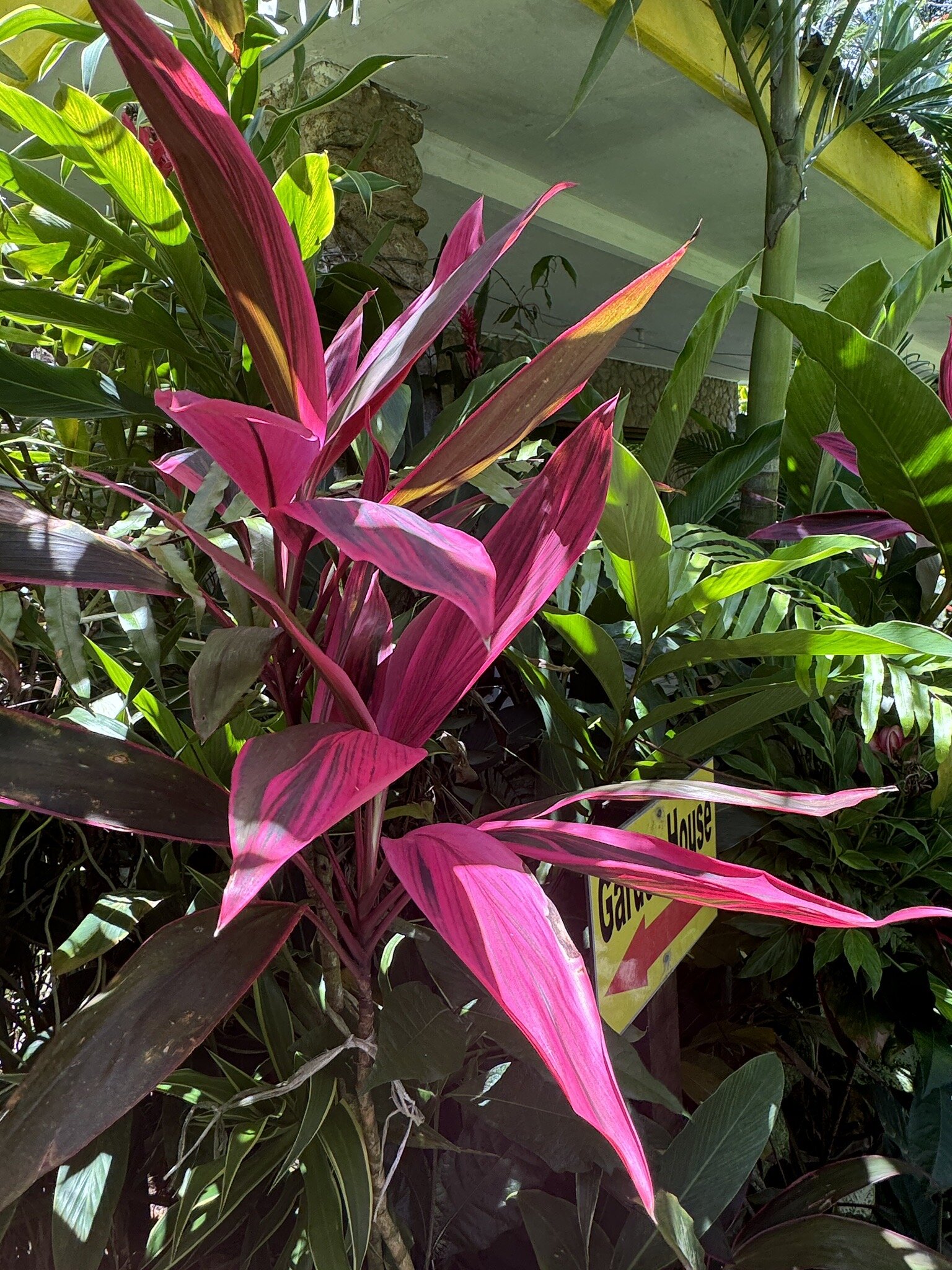 Kot Man-Ya Exotic Flower Garden用户实拍