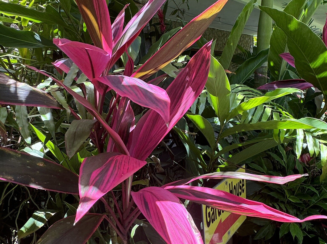 Kot Man-Ya Exotic Flower Garden景点图片