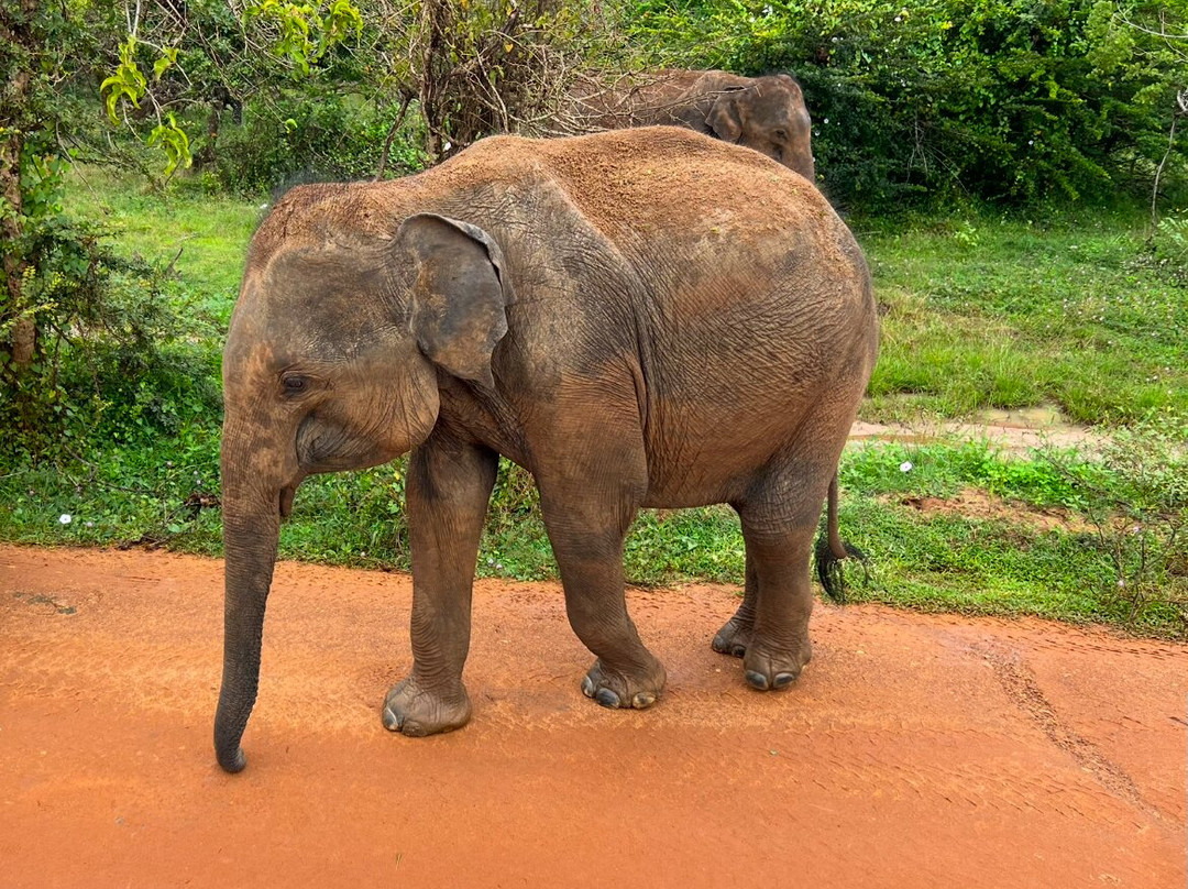 马度欢乐之旅-加勒必去景点