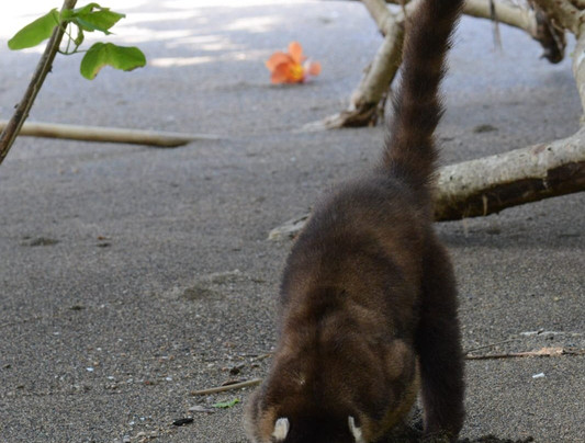 Costa Ballena Explore-彭塔雷纳斯必去景点