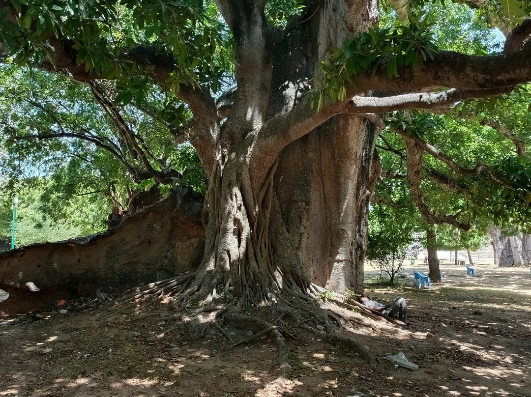 Wild Baobab Safaris Ltd2-蒙巴萨必去景点