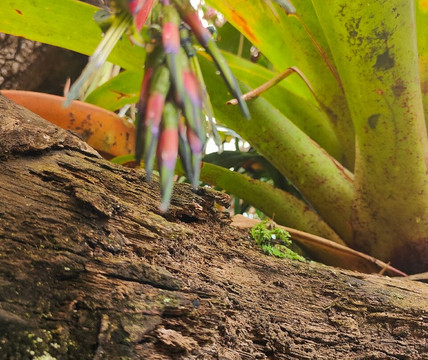 Free Biking Tours Cuenca-昆卡必去景点