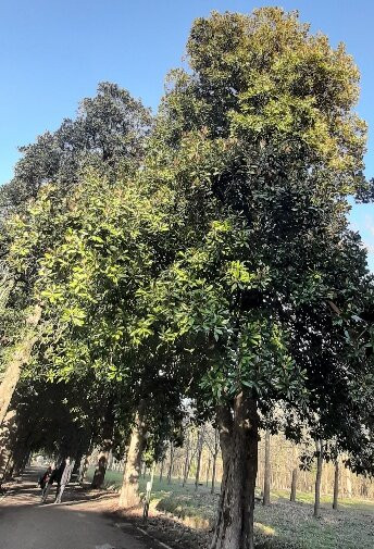 Parco Ex Inps Pietro d'Abano-Battaglia Terme必去景点