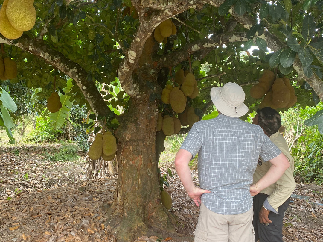 Singh's Farm Agro Tours景点图片
