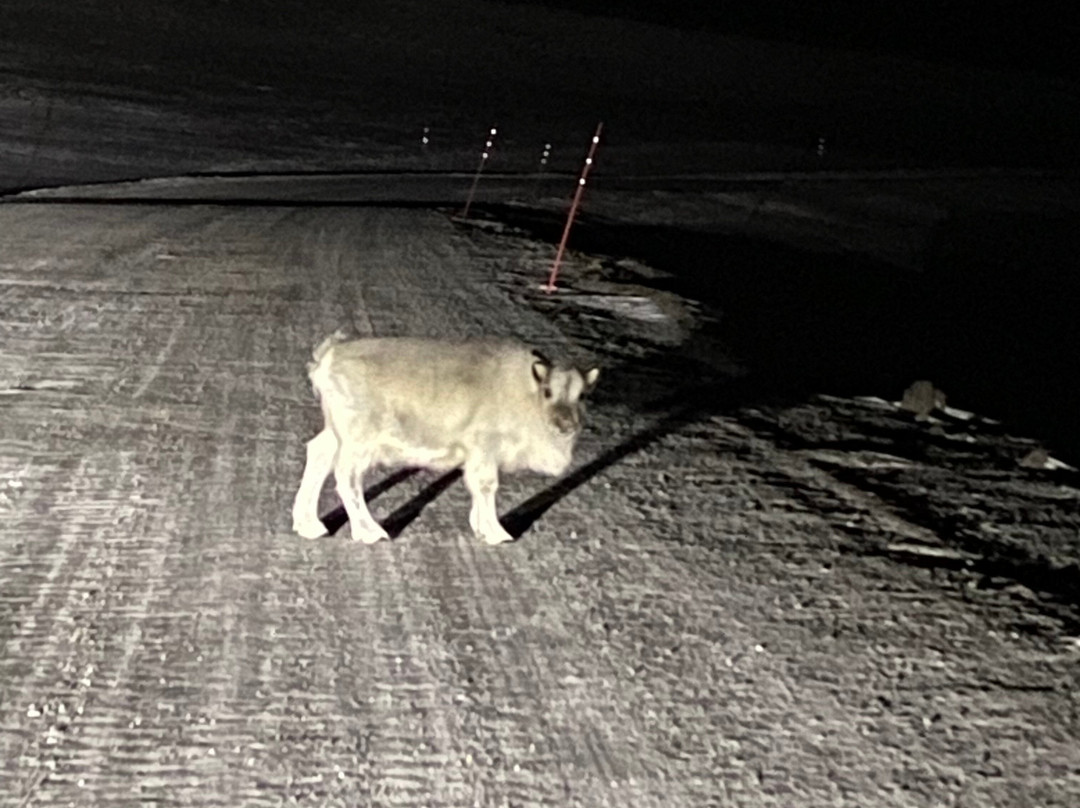 Svalbard Buss og Taxi-朗伊尔城必去景点
