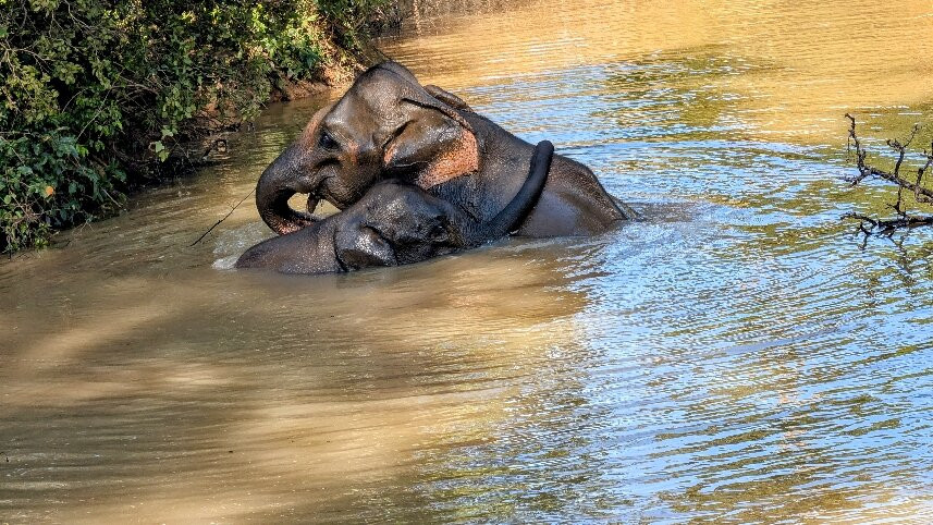 Mango Tree House主图