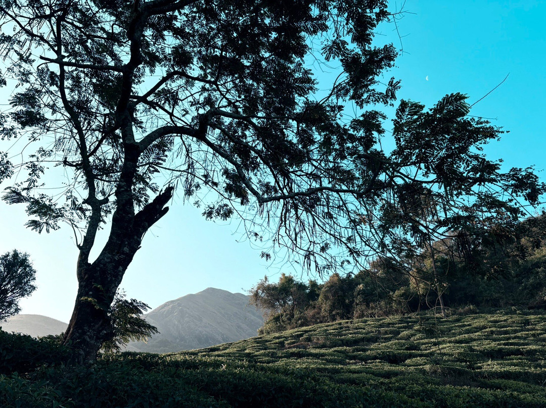 Chembra Peak-瓦亚纳德区必去景点