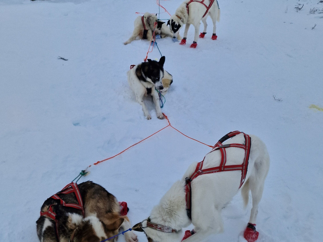Gargia Husky The True North Experience-阿尔塔必去景点