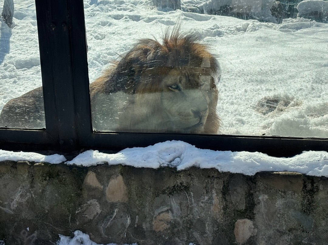 Bucharest Zoo景点图片