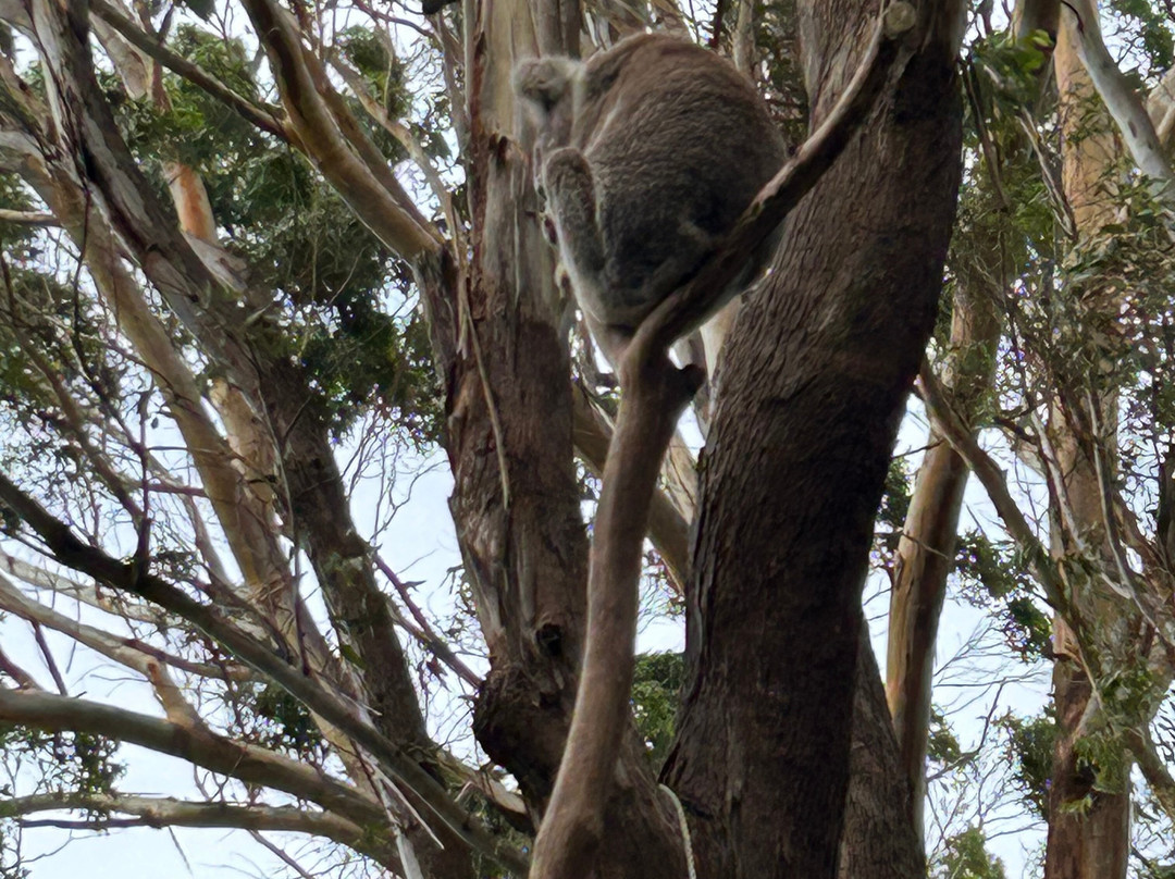 Koala Conservation Reserve-考斯必去景点