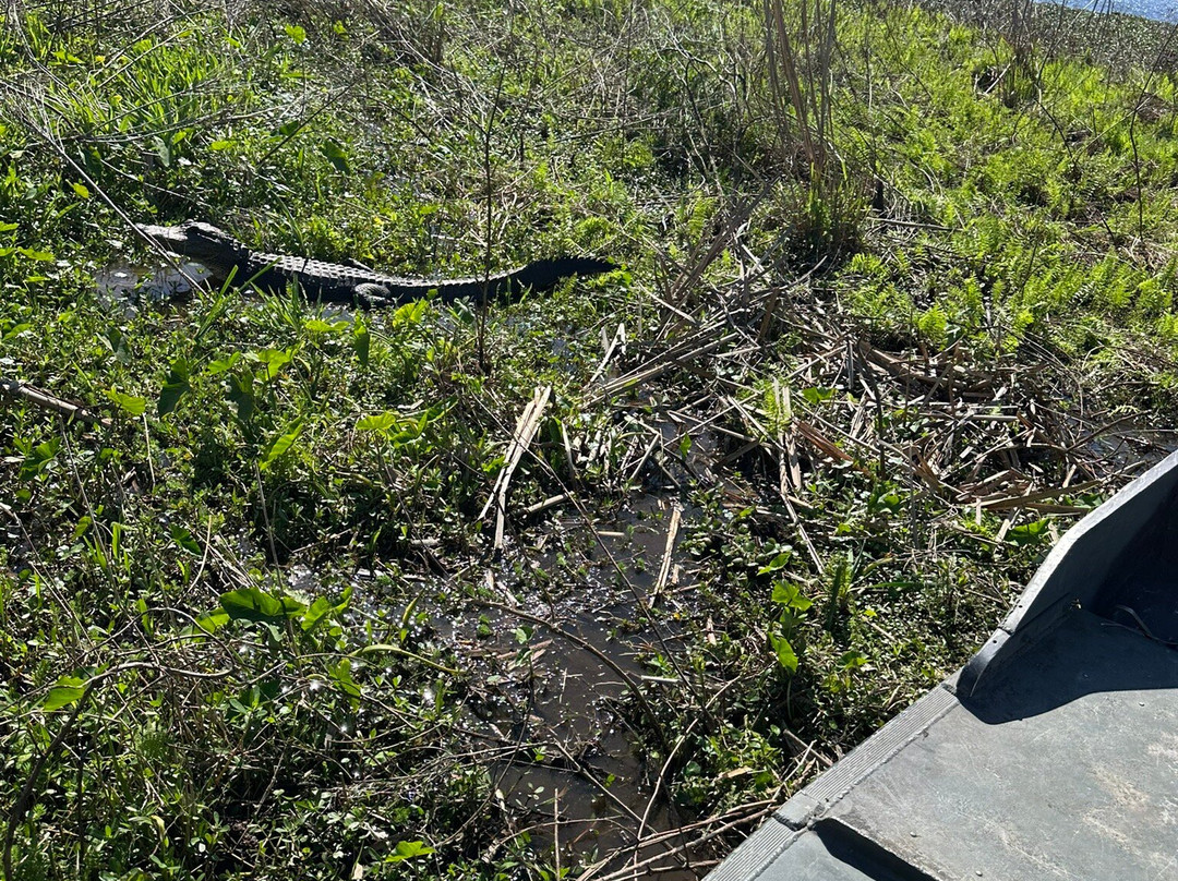 Airboat Tours景点图片