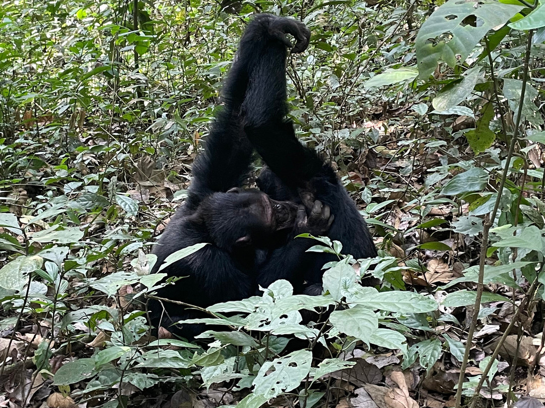 Mukisa Safaris-坎帕拉必去景点