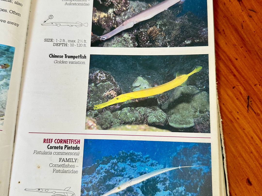 SCUBA Diving at Summer Salt Dive Center景点图片