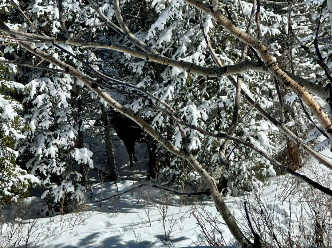 Backcountry Snowmobiling-Coalville必去景点