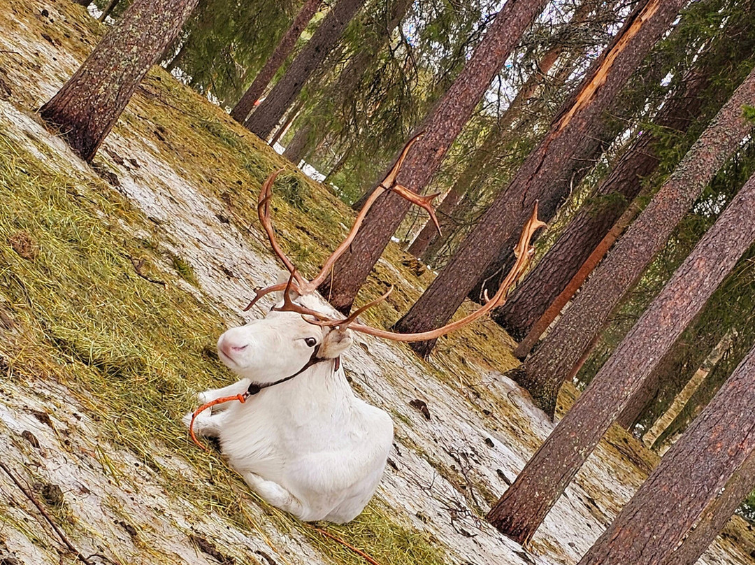 Tatuka Reindeerfarm-Ylitornio必去景点