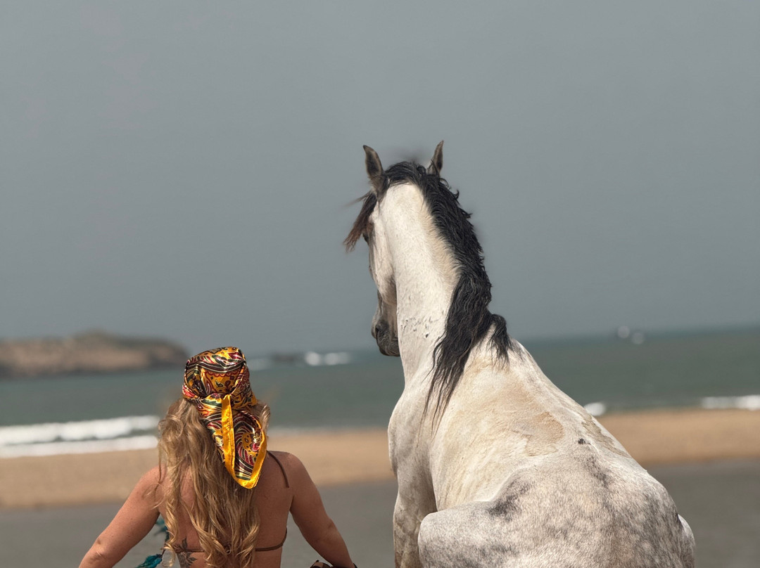 Ocean Ranch Essaouira-索维拉必去景点