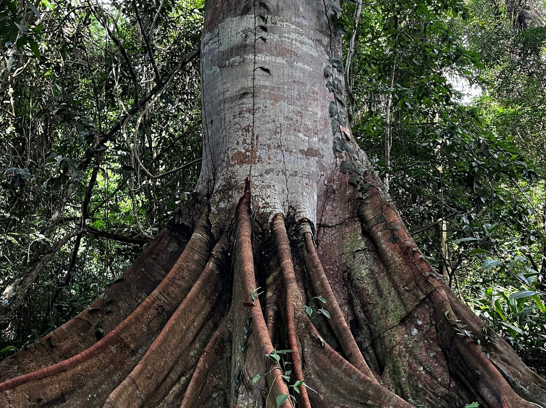 Pisatahua Plant Medicine-Riberalta必去景点
