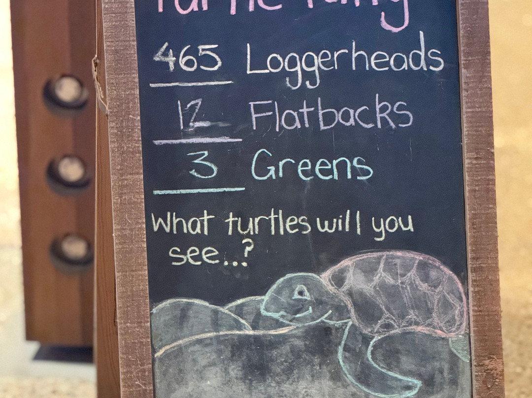 Mon Repos Turtle Encounter-邦德堡必去景点