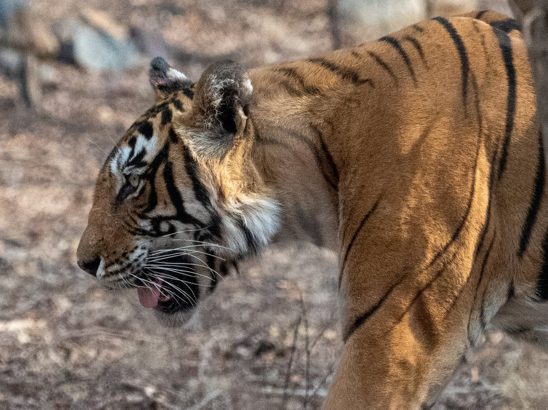 Ranthambhore Tiger Reserve景点图片
