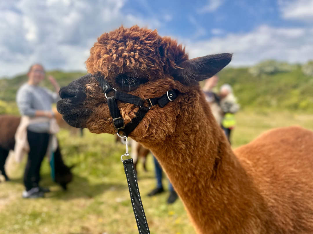 Portland Alpaca Trekking-Weston必去景点