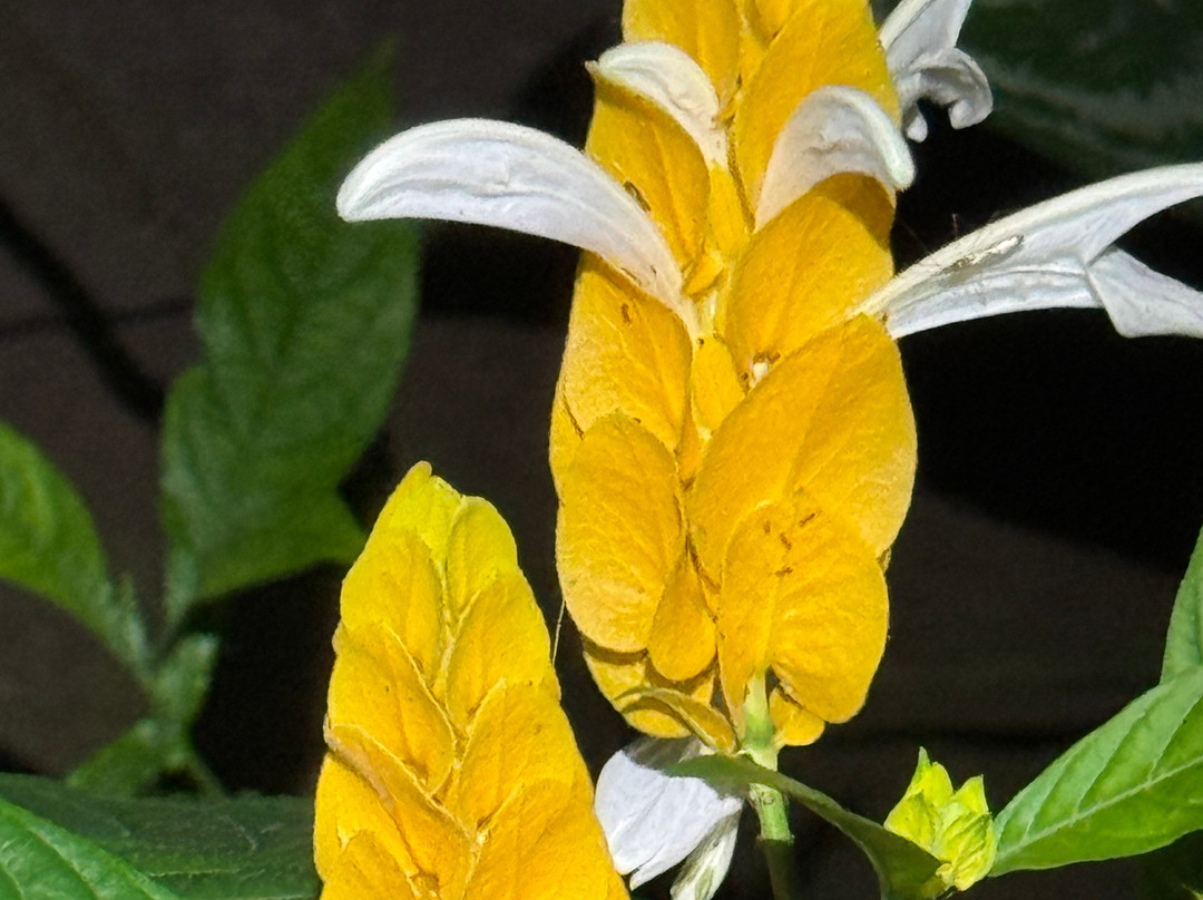 Finca Verde Lodge Tours-Bijagua de Upala必去景点