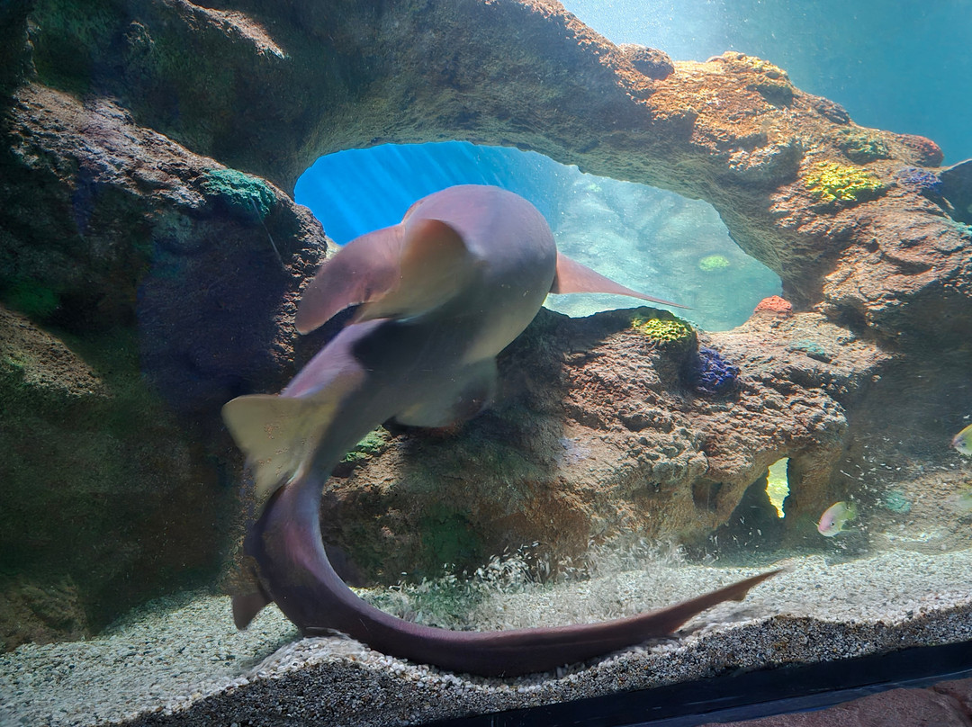Sea Life Centre Great Yarmouth-大雅茅斯必去景点