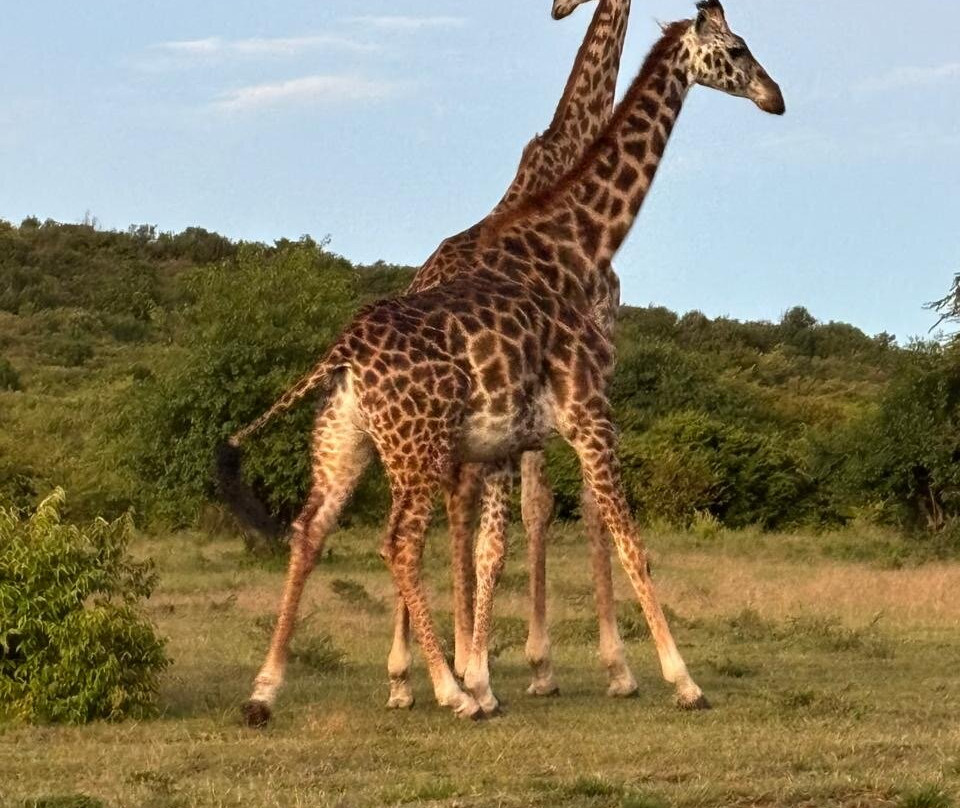 Safari Monks景点图片