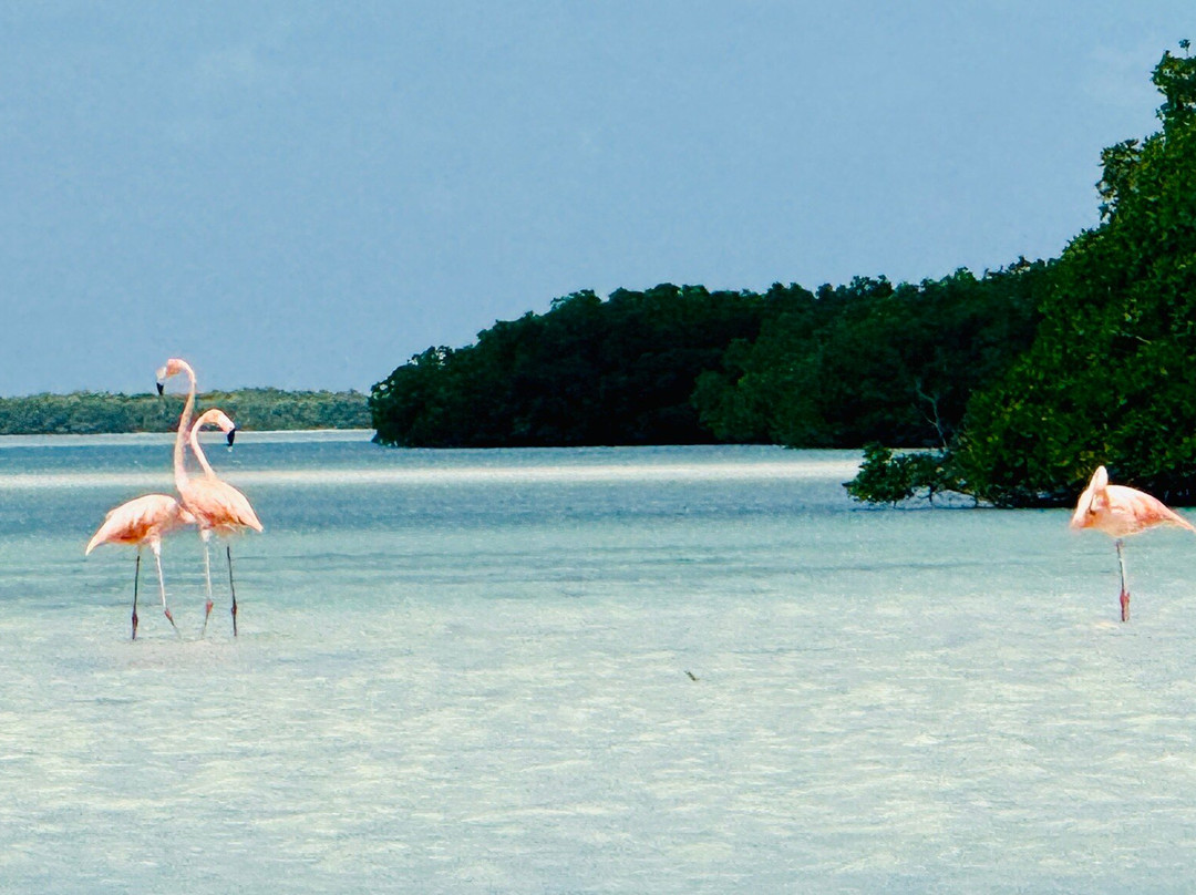 Río Lagartos Experience By Jorge N-里奥拉加托斯必去景点