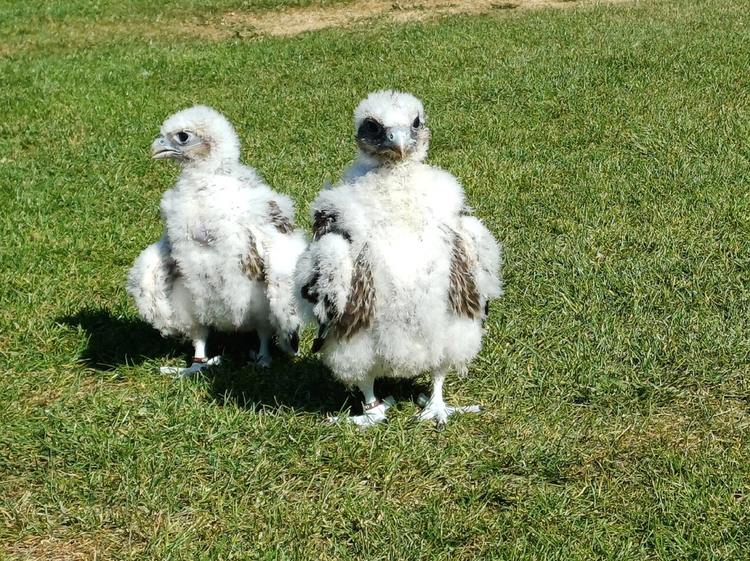Thorp Perrow-Bedale必去景点