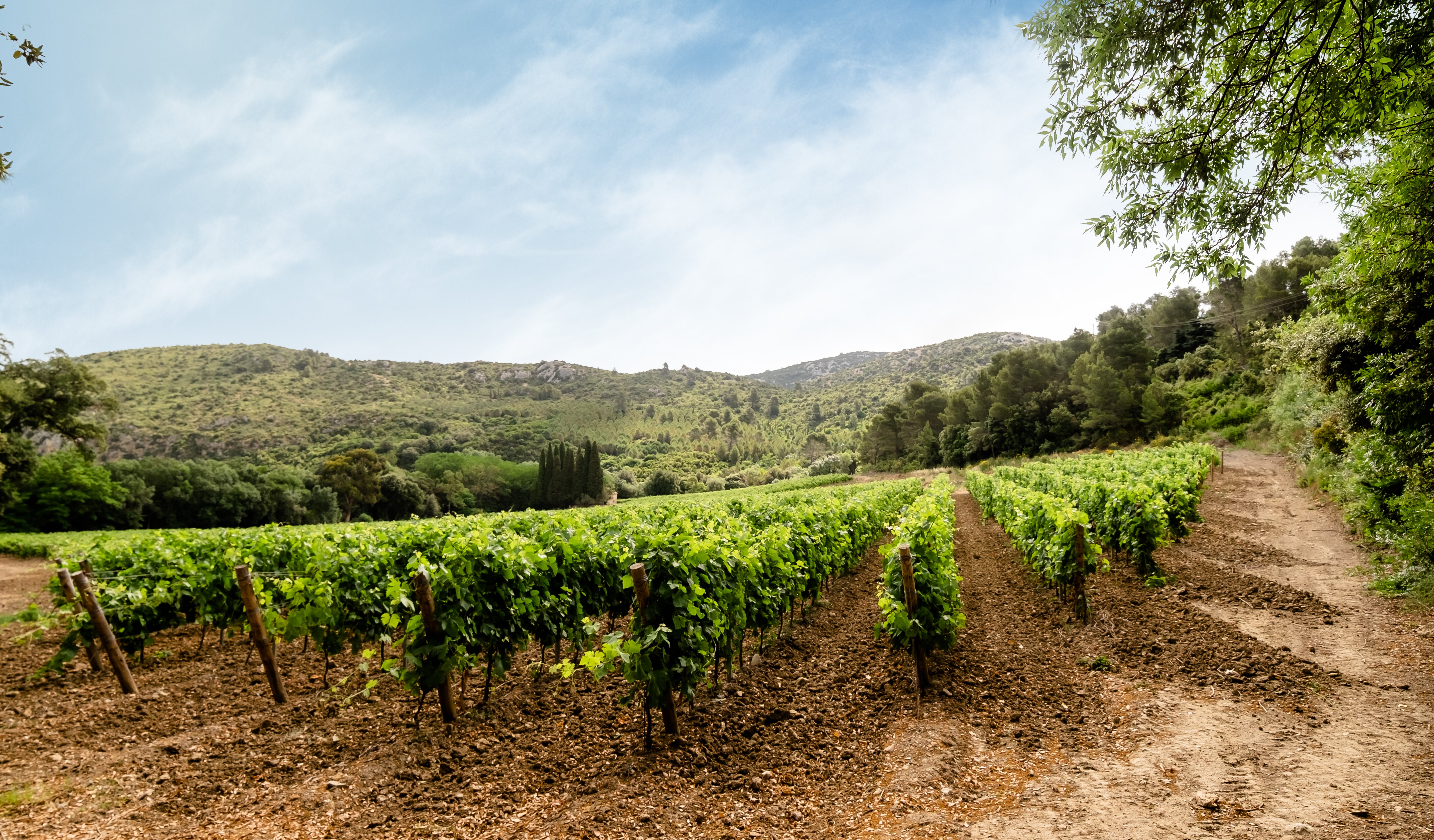 Chateau Haut Gleon-官方