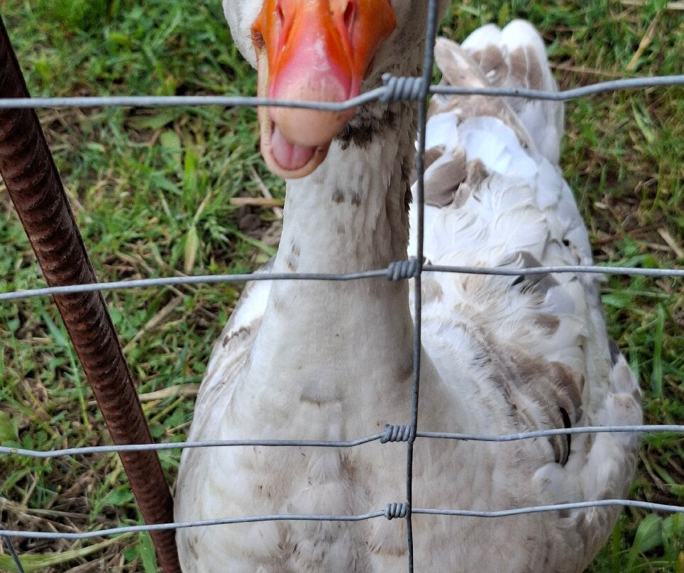 Mad Donkey Mallorca-Pollenca必去景点