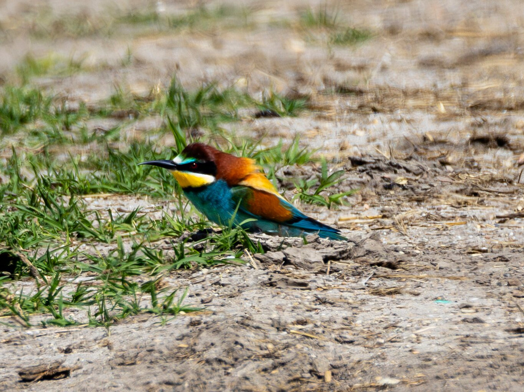 Hungarianbirdwatching.com Day Tours-布达佩斯必去景点