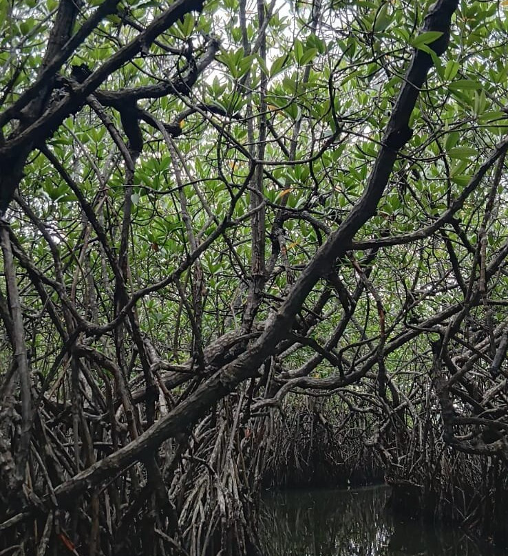 Madu River Safari-巴拉碧提雅必去景点
