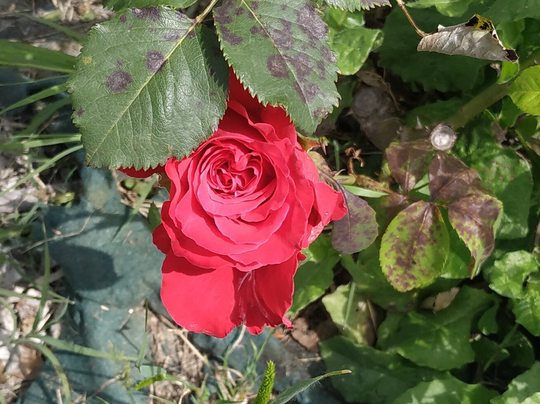 Roseto Vacunae Rosae景点图片