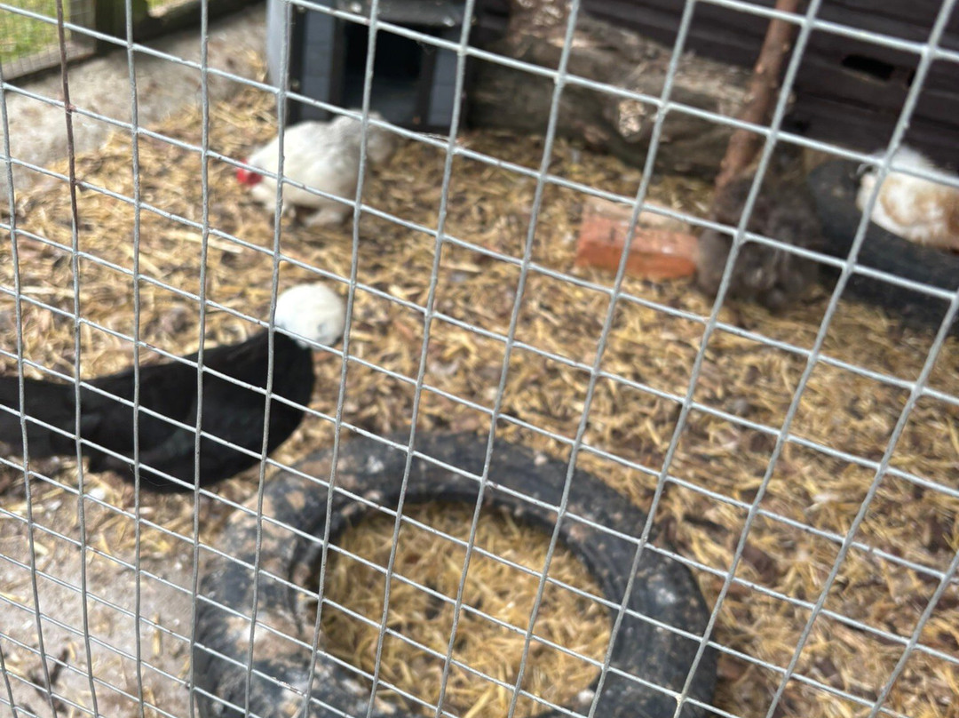 Thrift Farm景点图片