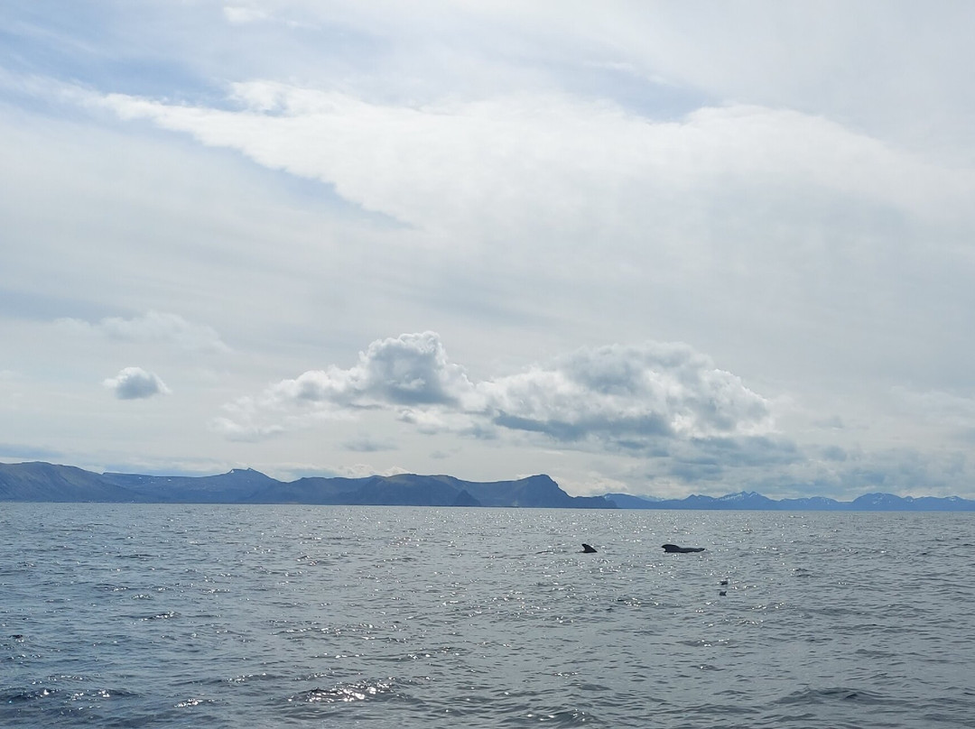 Arctic Whale Tours - Andenes景点图片