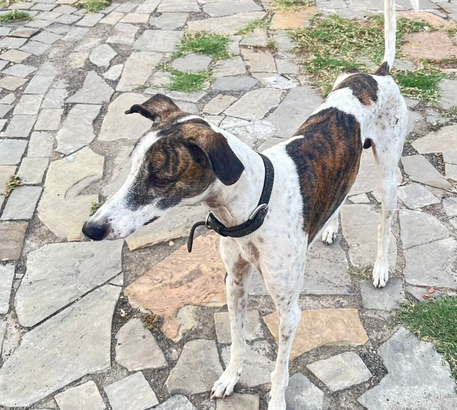 The Heritage Conventions主图