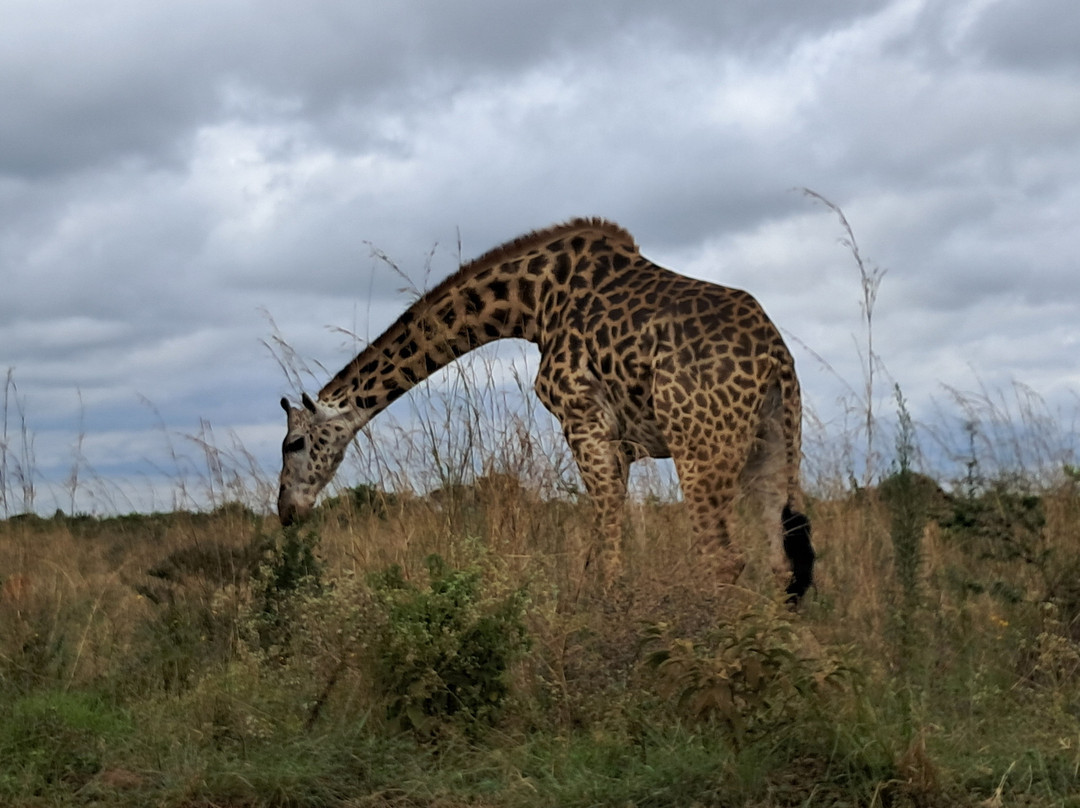Taswa Challenge-内罗毕必去景点