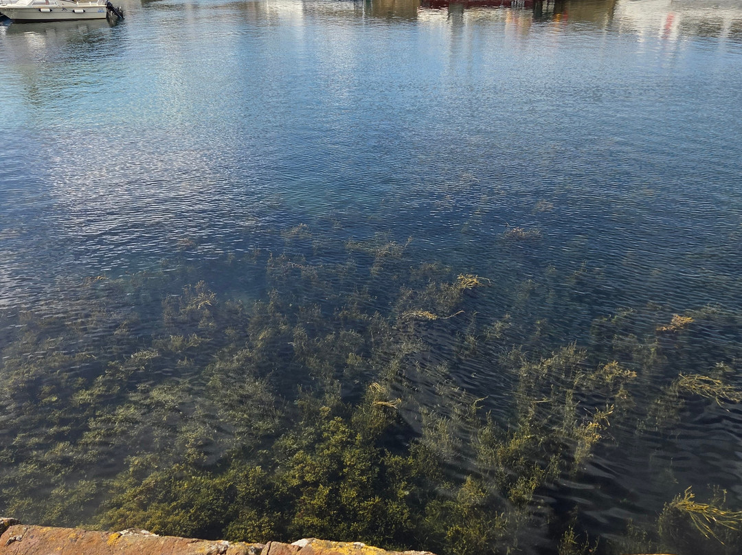 St Abbs Harbour景点图片