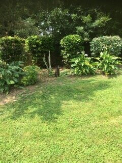 Jardin de saubotte景点图片