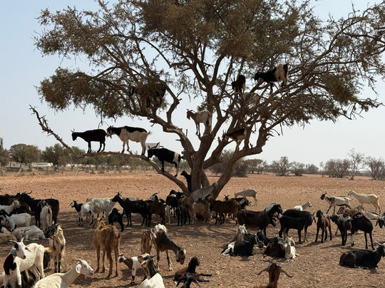 Agadir My Way Tours-阿加迪尔必去景点