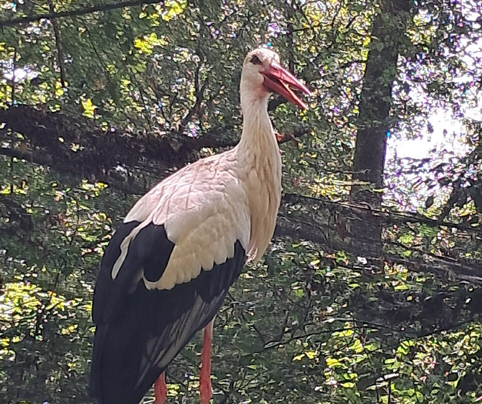 Réserve Zoologique De Calviac-Calviac-en-Perigord必去景点